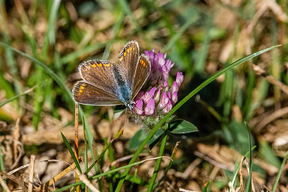 Brown argus
