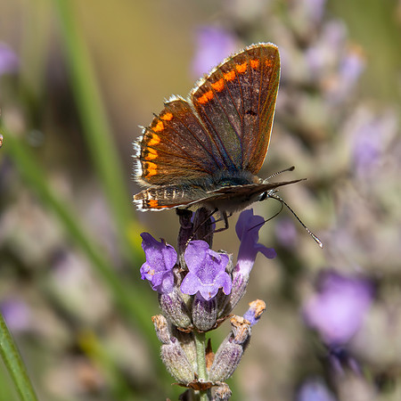 Brown argus (northern)
