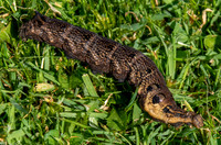 Elephant hawk moth caterpillar