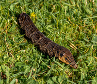 Elephant hawk moth