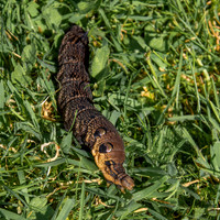 Elephant hawk moth caterpillar