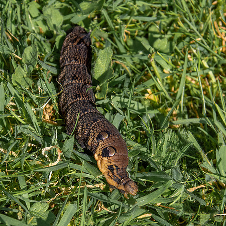 Elephant hawk moth caterpillar