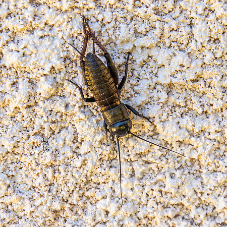 European field cricket