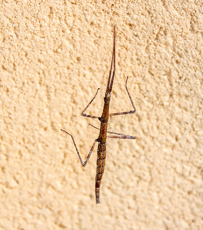 French stick insect