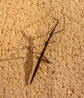 French stick insect