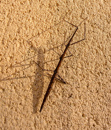 French stick insect