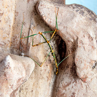 Giant walkingstick
