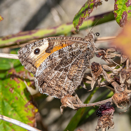 Grayling
