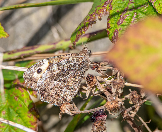 Grayling