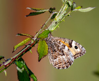 Grayling