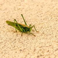 Great green bush cricket