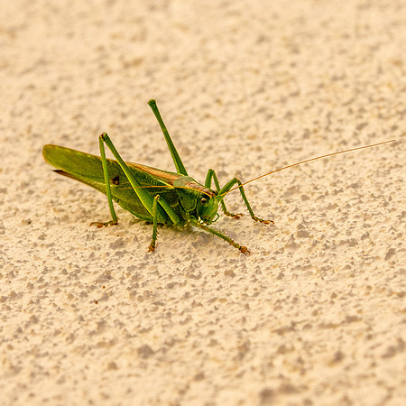 Great green bush cricket
