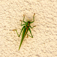 Great green bush cricket