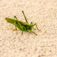Great green bush cricket