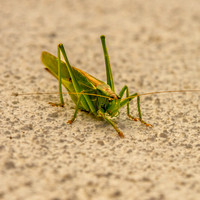 Great green bush cricket