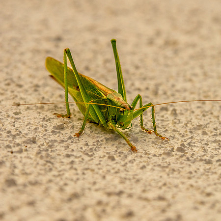 Great green bush cricket