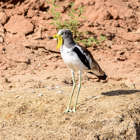 White crowned lapwing