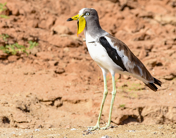 White crowned lapwing