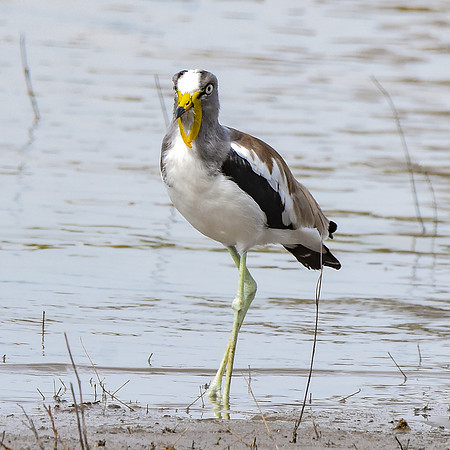 White crowned lapwing