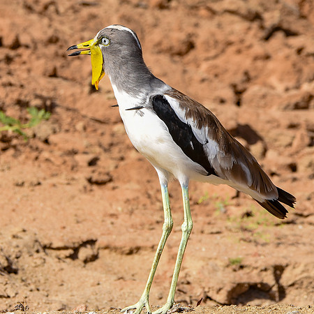 White crowned lapwing