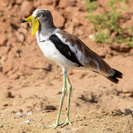White crowned lapwing