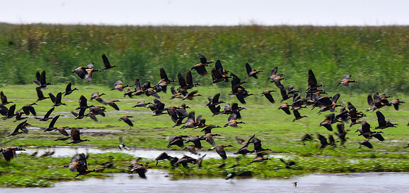 White faced whistling duck