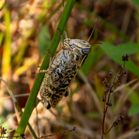 Italian locust