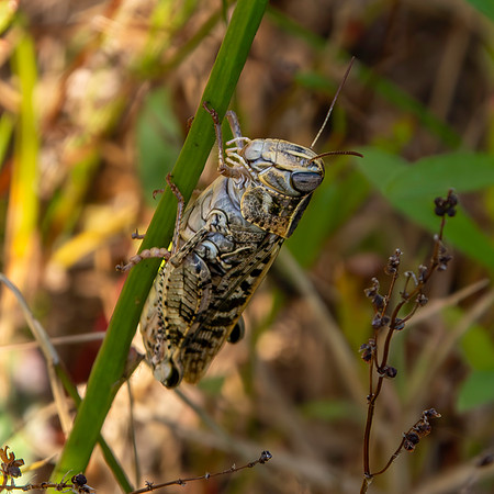 Italian locust