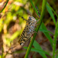 Italian locust