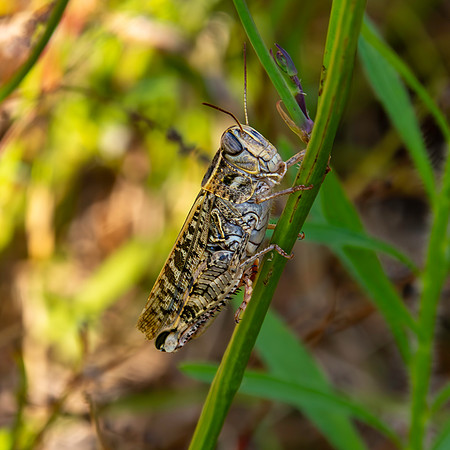Italian locust