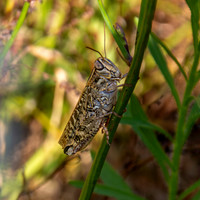 Italian locust