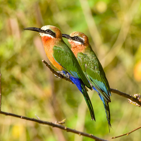 White fronted bee eater
