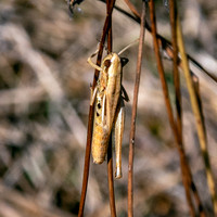Jersey grasshopper