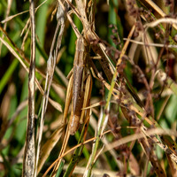 Jersey grasshopper