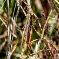 Jersey grasshopper