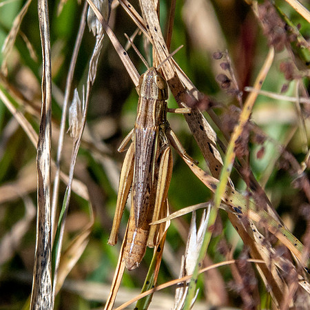 Jersey grasshopper