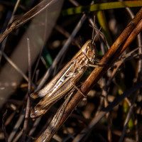 Jersey grasshopper