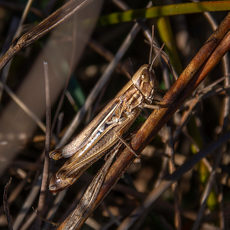 Jersey grasshopper