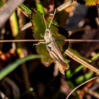 Jersey grasshopper