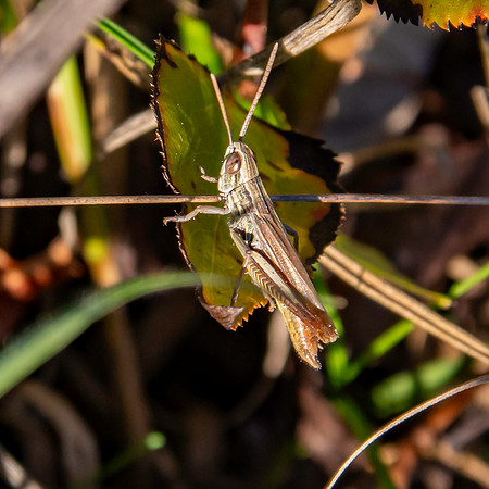 Jersey grasshopper