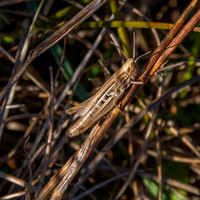 Jersey grasshopper
