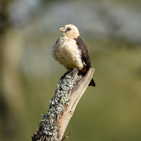 White headed buffalo weaver