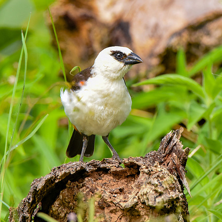 White headed buffalo weaver
