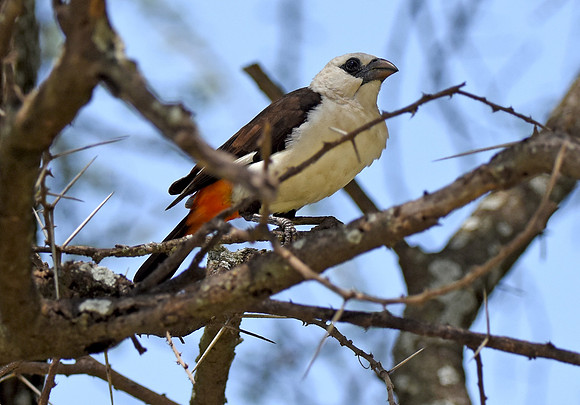 White headed buffalo weaver