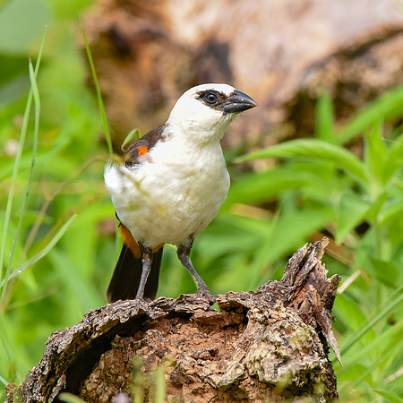 White headed buffalo weaver