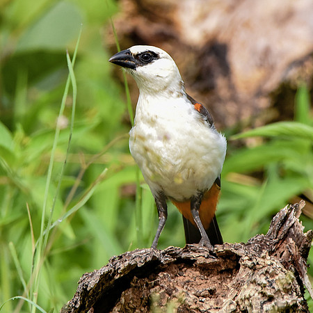 White headed buffalo weaver