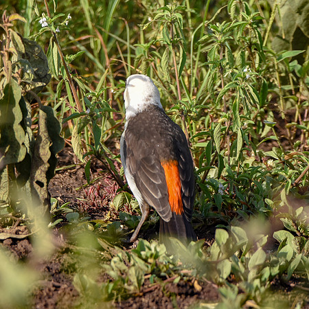 White headed buffalo weaver