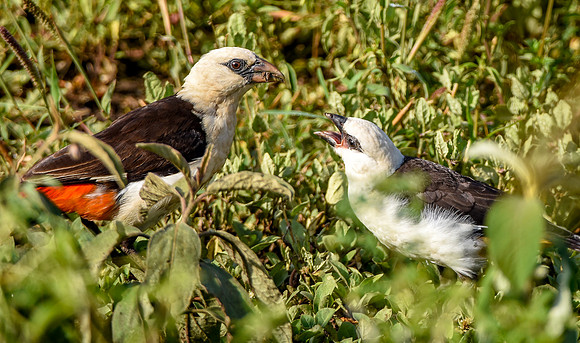White headed buffalo weaver