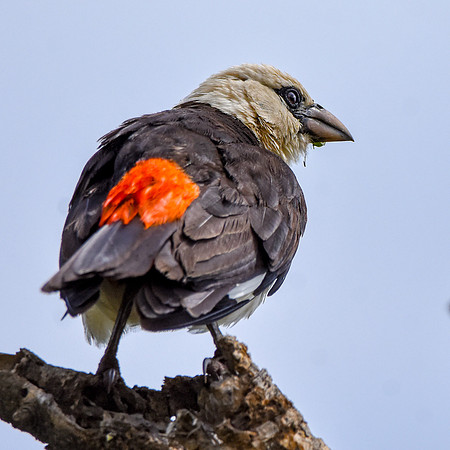 White headed buffalo weaver