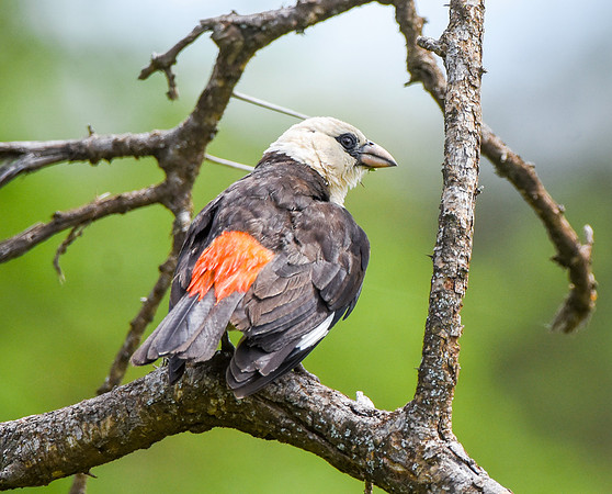 White headed buffalo weaver